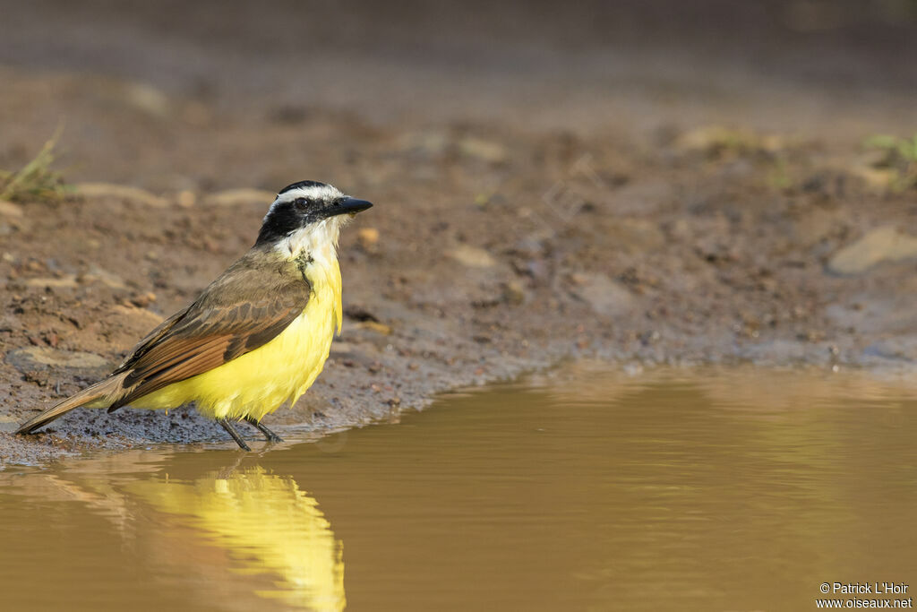 Great Kiskadee