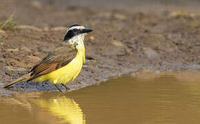 Great Kiskadee