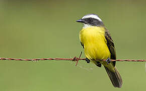 Social Flycatcher