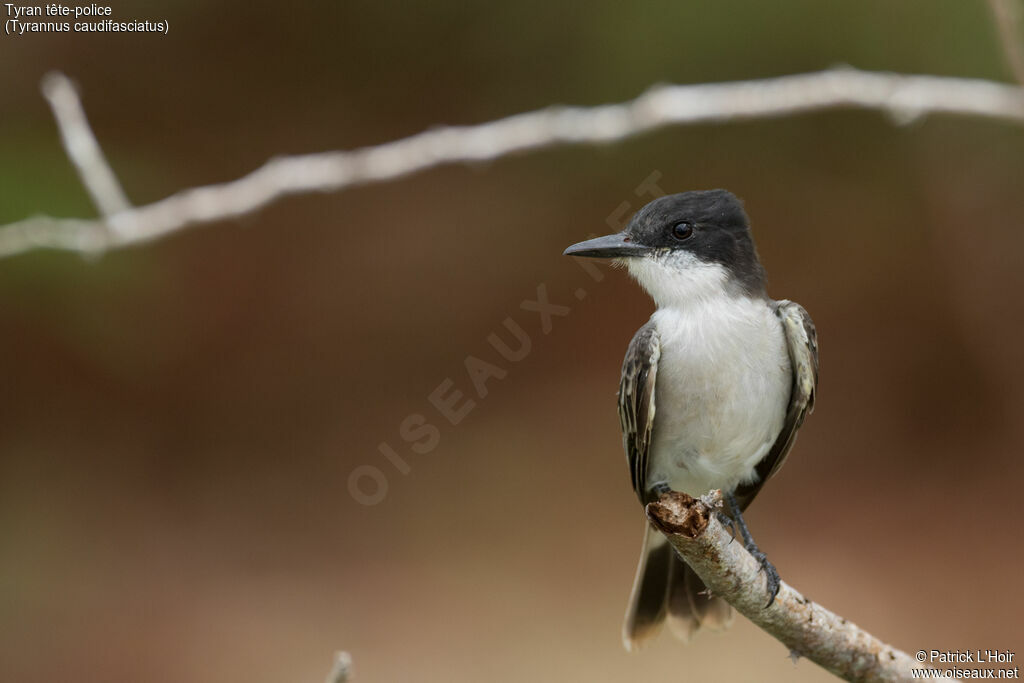 Loggerhead Kingbird