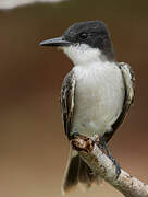 Loggerhead Kingbird