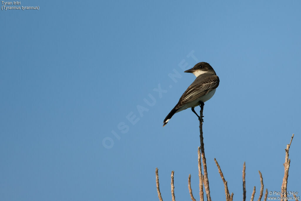 Eastern Kingbird