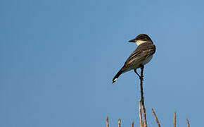 Eastern Kingbird