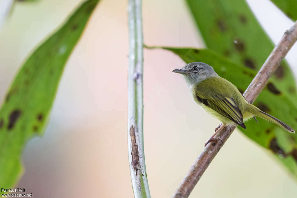 Zimmer's Flatbilladult, identification