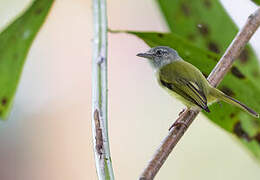 Yellow-margined Flatbill