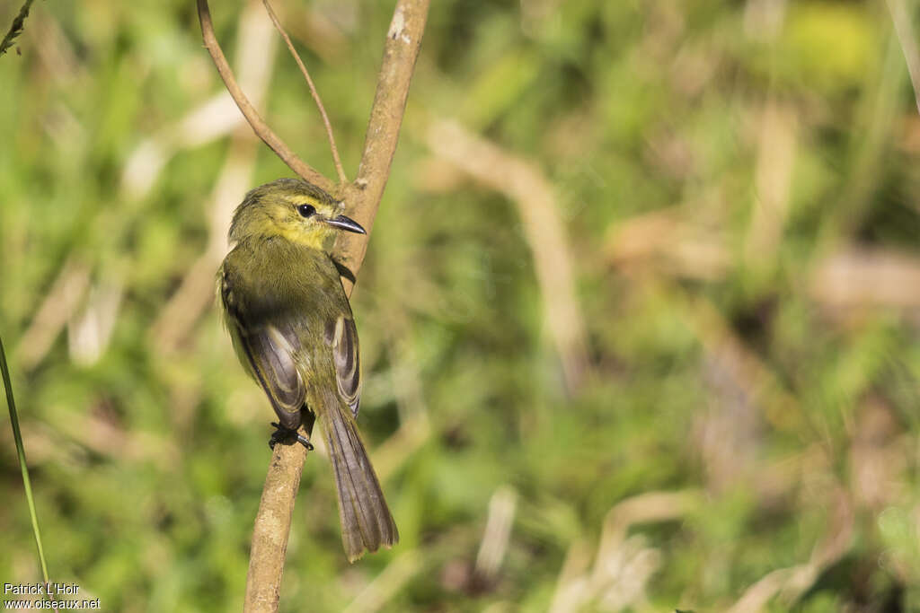 Yellow Tyrannulet, pigmentation, fishing/hunting