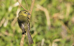 Yellow Tyrannulet