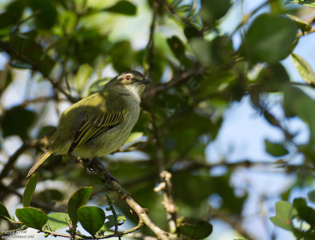 Mistletoe Tyrannulet, habitat