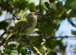 Mistletoe Tyrannulet