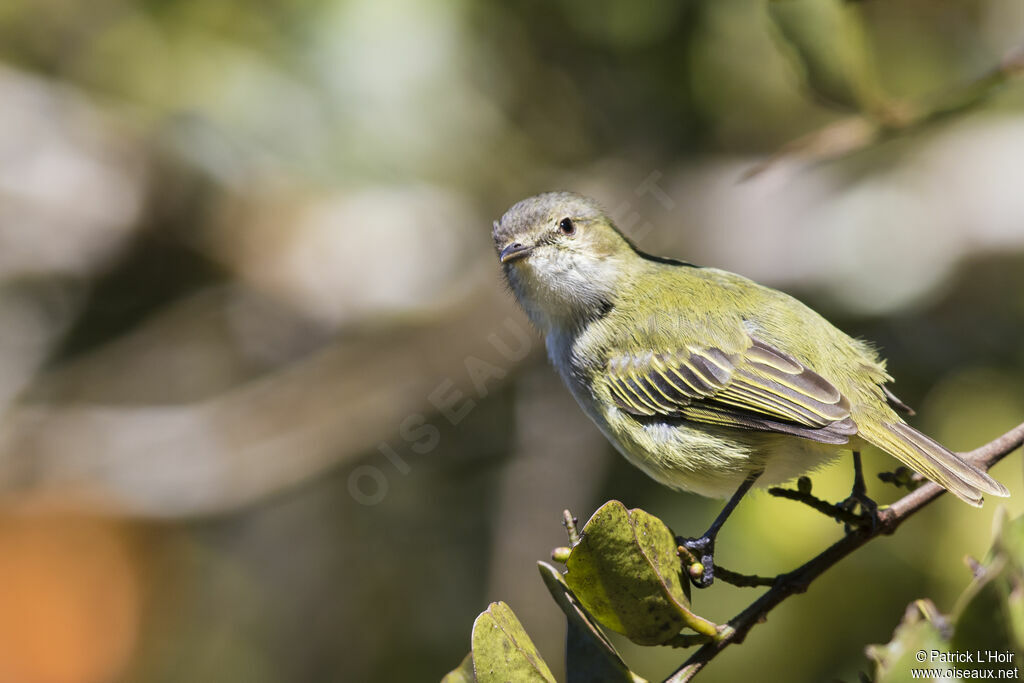 Mistletoe Tyrannulet