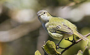 Mistletoe Tyrannulet