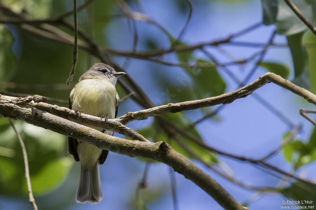 Southern Beardless Tyrannulet