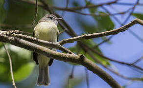 Southern Beardless Tyrannulet