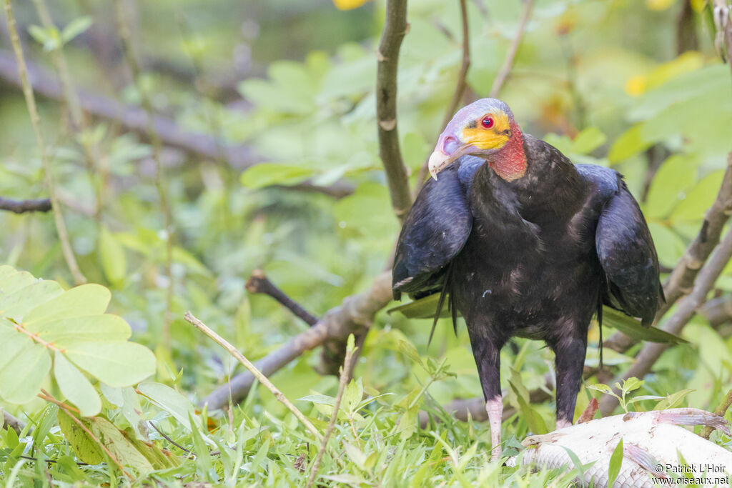 Lesser Yellow-headed Vulture