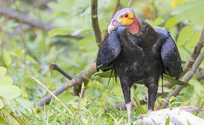 Lesser Yellow-headed Vulture