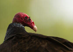 Turkey Vulture