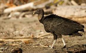 Black Vulture