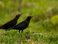 Bronzed Cowbird