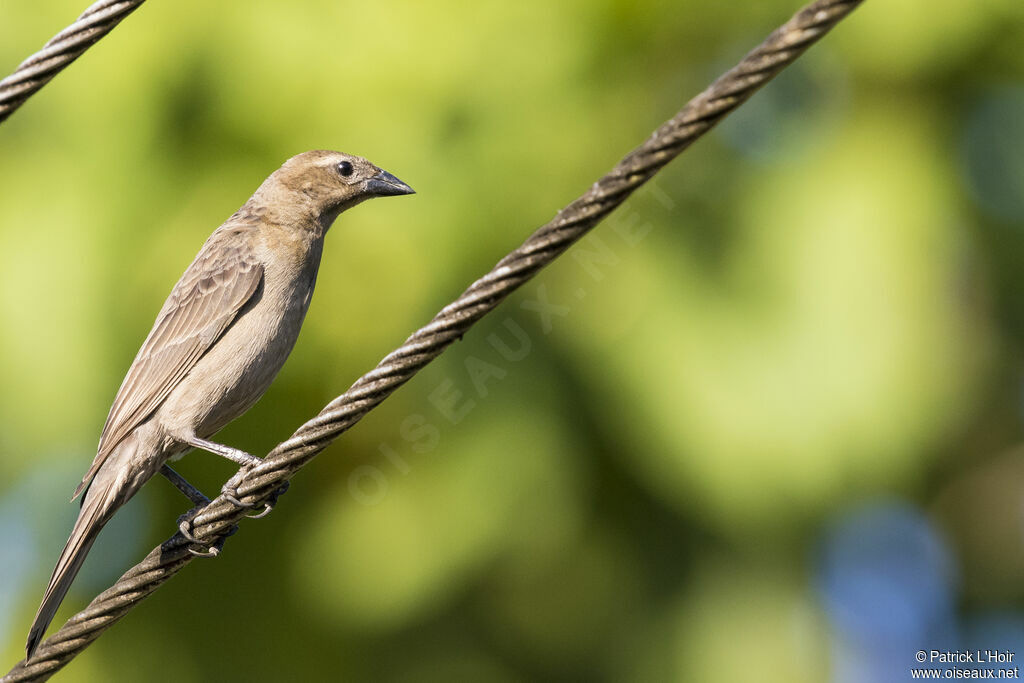 Bronzed Cowbird