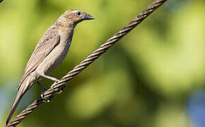 Bronzed Cowbird