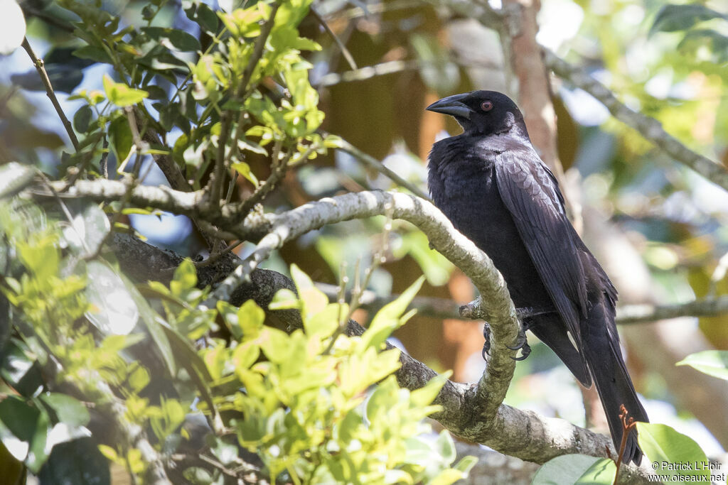 Giant Cowbird