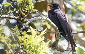 Giant Cowbird