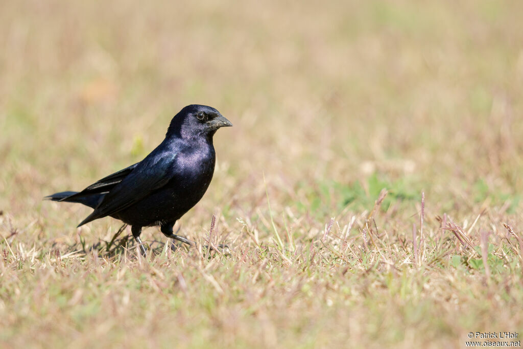 Shiny Cowbird