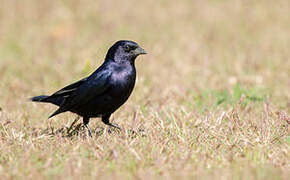 Shiny Cowbird