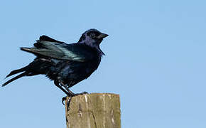 Shiny Cowbird