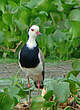 Vanneau à ailes blanches