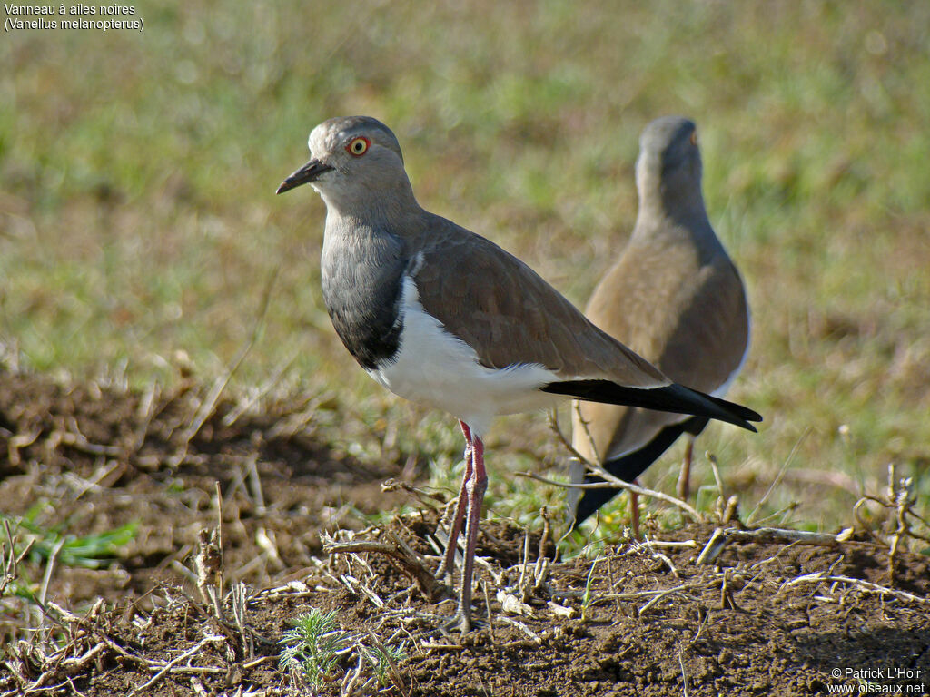 Vanneau à ailes noires