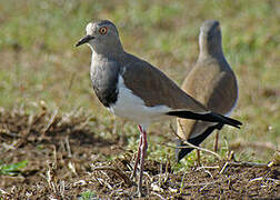 Black-winged Lapwing