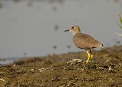 White-tailed Lapwing