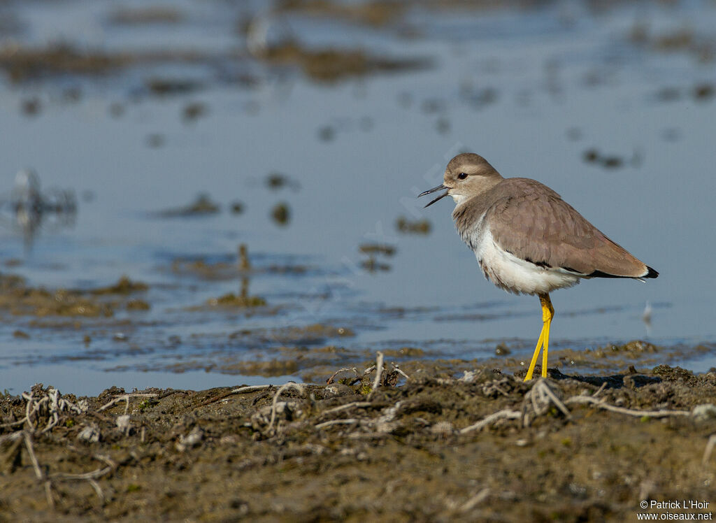 White-tailed Lapwing