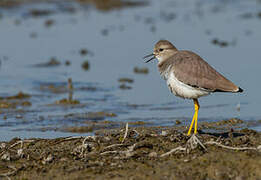 White-tailed Lapwing