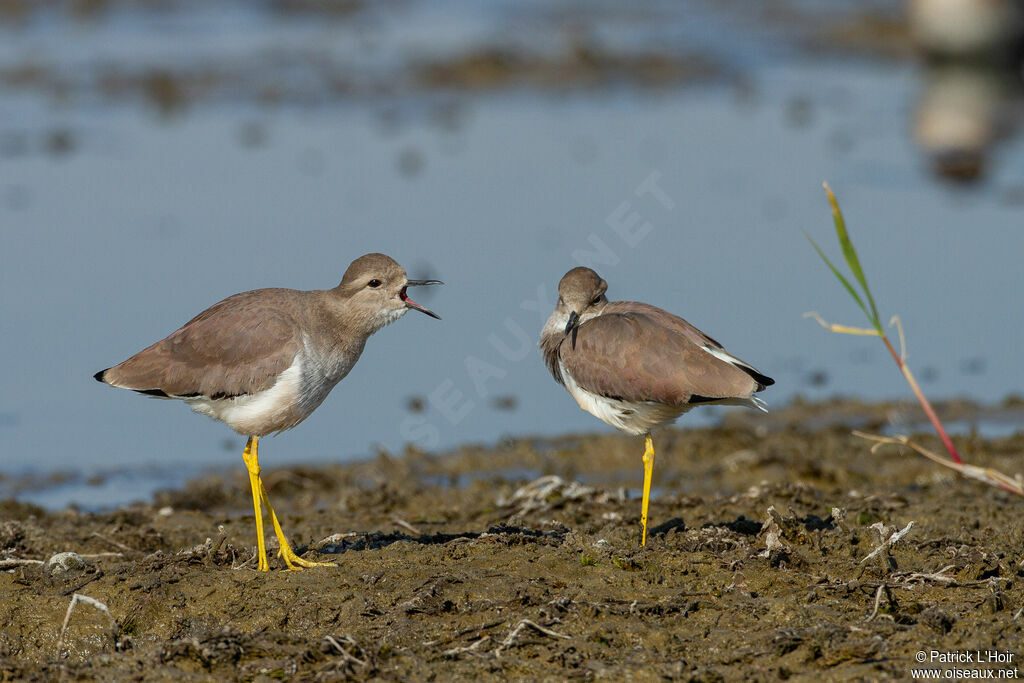White-tailed Lapwing
