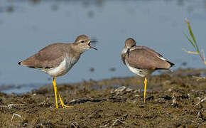 White-tailed Lapwing