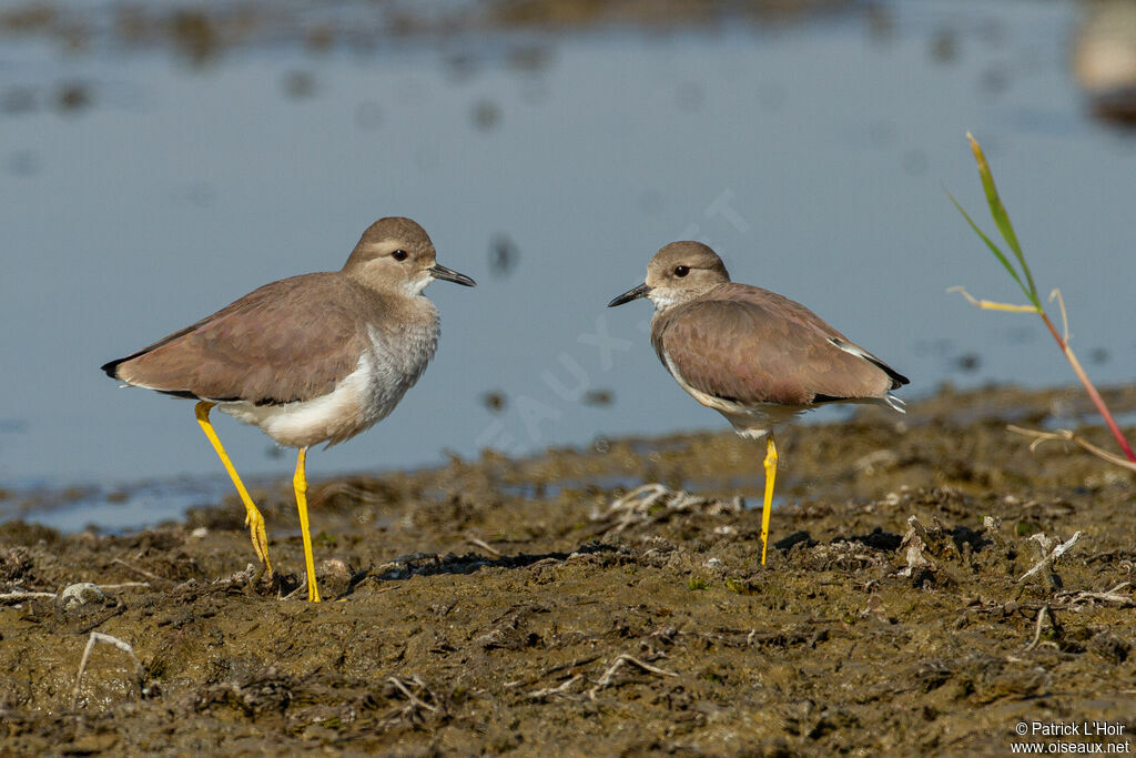 White-tailed Lapwing