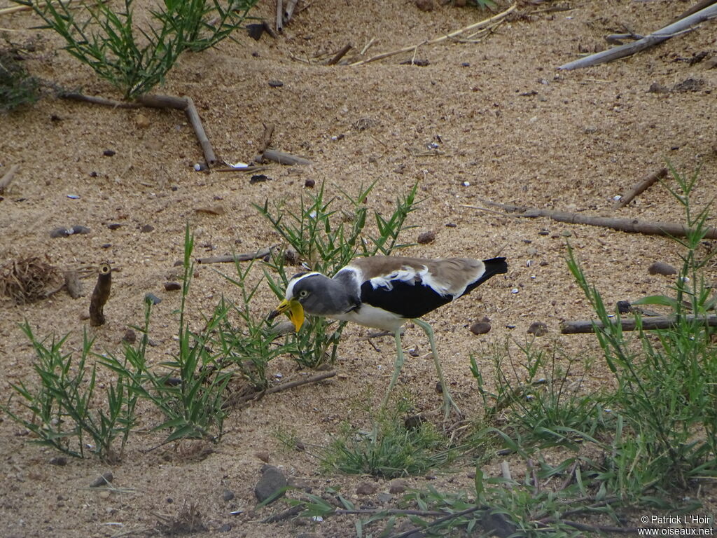 White-crowned Lapwing