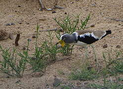 White-crowned Lapwing