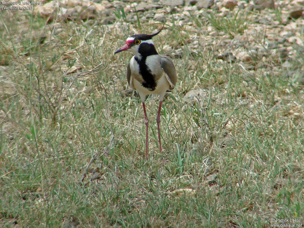 Black-headed Lapwing