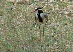 Black-headed Lapwing