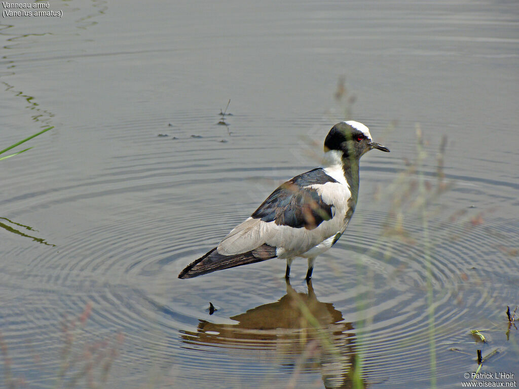 Blacksmith Lapwing