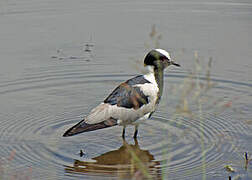 Blacksmith Lapwing