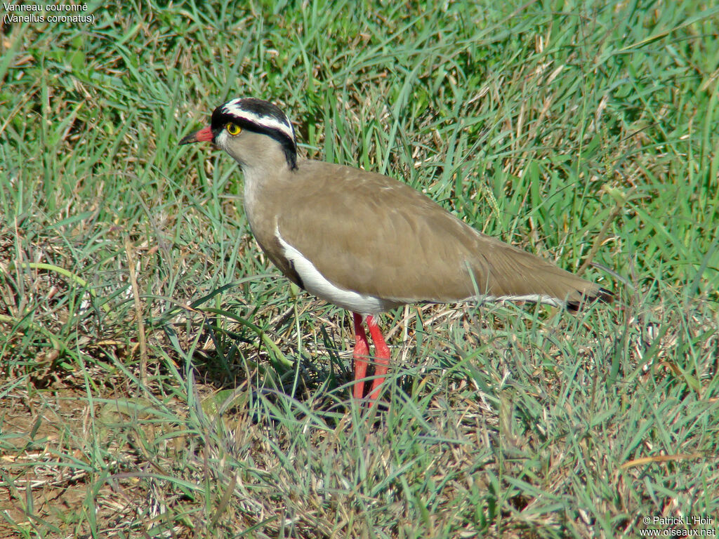 Crowned Lapwing