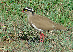 Crowned Lapwing