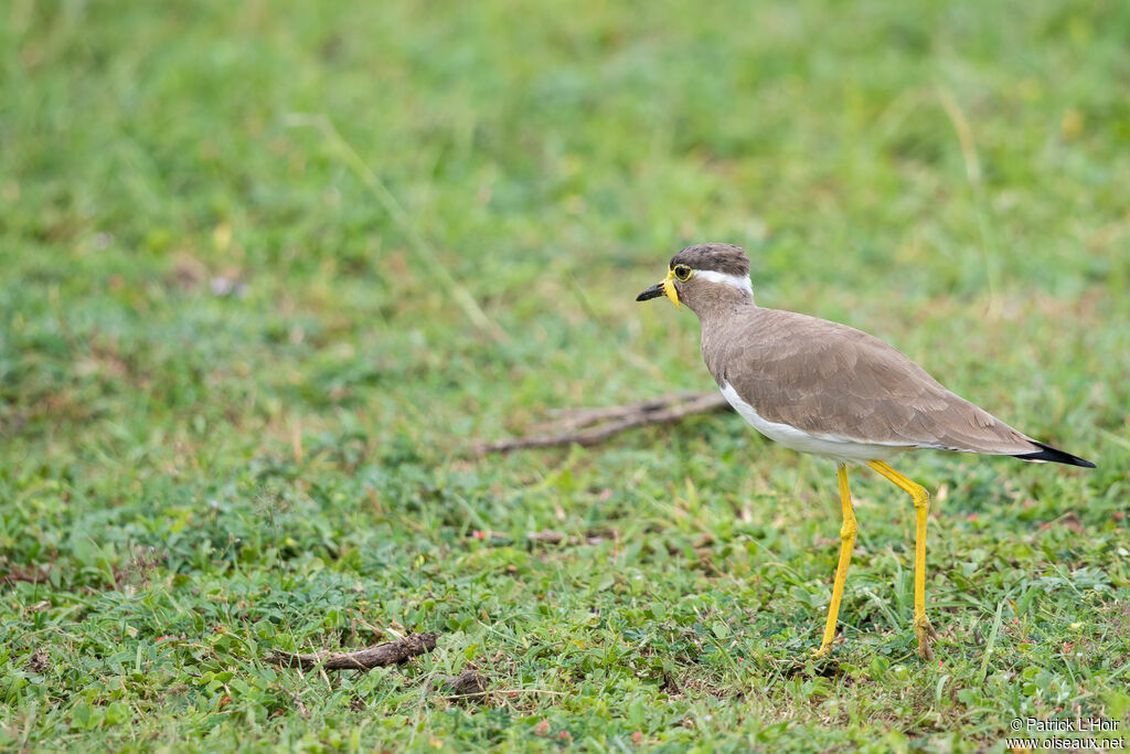 Yellow-wattled Lapwingadult