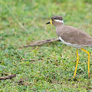 Vanneau de Malabar