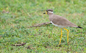 Yellow-wattled Lapwing