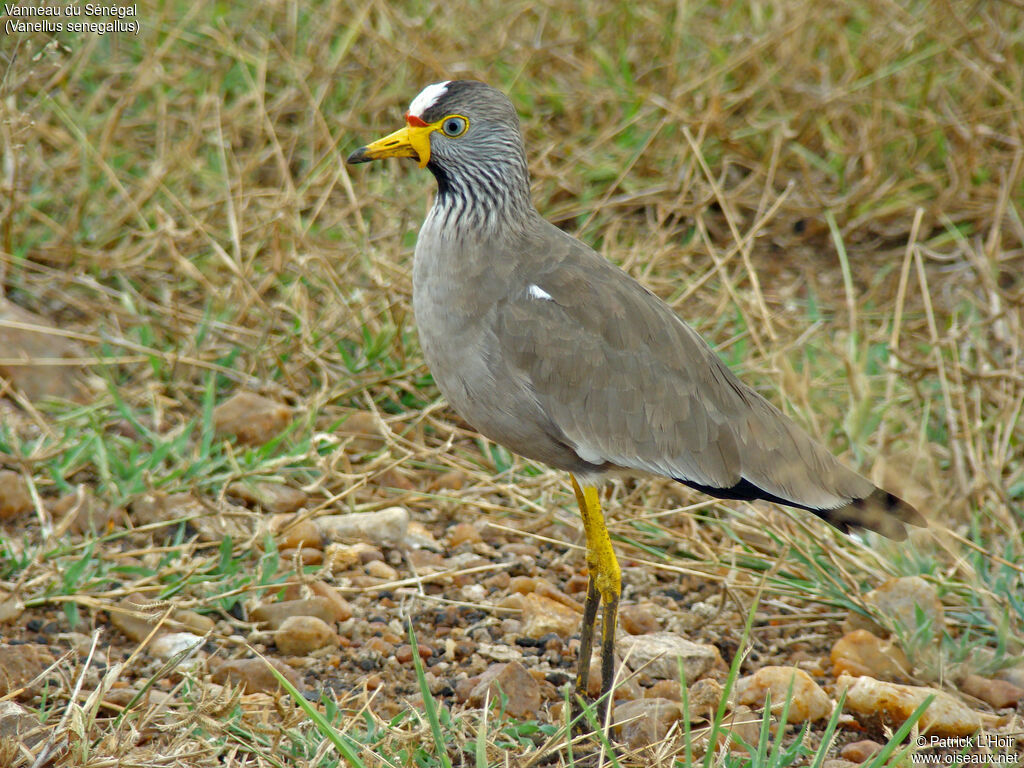 Vanneau du Sénégal